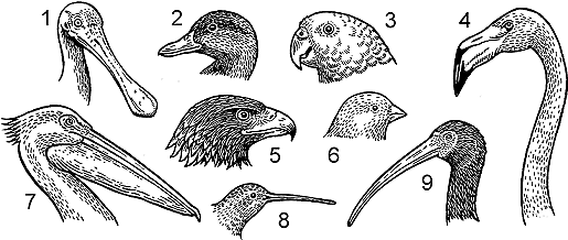 Illustration of bill