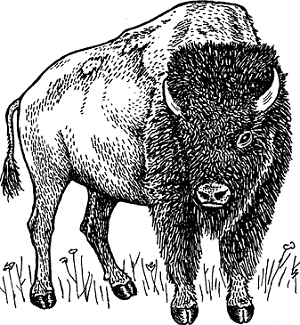 Illustration of buffalo