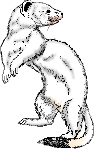 Illustration of ermine
