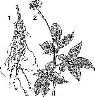 Illustration of ginseng