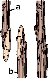 Illustration of graft