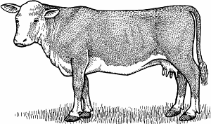 Illustration of hereford