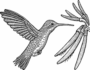 Illustration of hummingbird