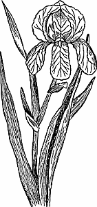 Illustration of iris