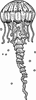 Illustration of jellyfish