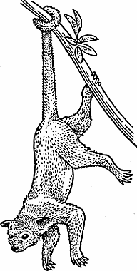 Illustration of kinkajou