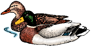 Illustration of mallard