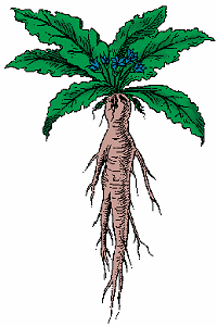 Illustration of mandrake