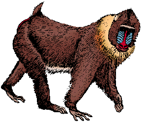 Illustration of mandrill