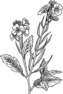 Illustration of mustard