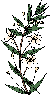 Illustration of myrtle