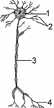 Illustration of neuron
