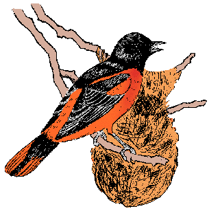 Illustration of oriole