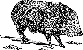 Illustration of peccary