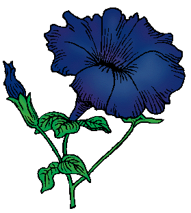 Illustration of petunia