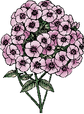 Illustration of phlox