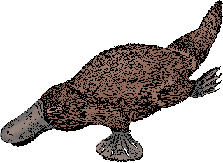 Illustration of platypus