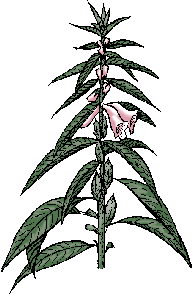 Illustration of sesame