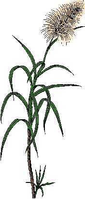 Illustration of sugarcane